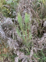 Allocasuarina monilifera