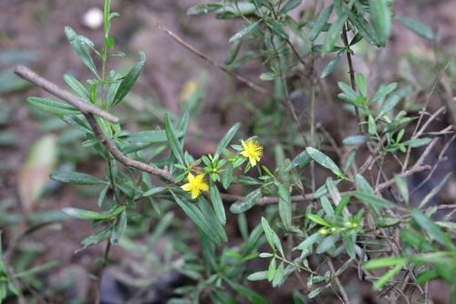 Image of Hypericum galioides by (c) Lauren McLaurin, some rights reserved (CC BY)