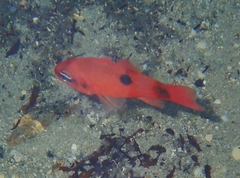Apogon maculatus
