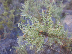 Ulex argenteus subsericeus