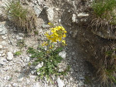 Coincya monensis cheiranthos