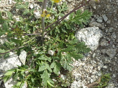 Coincya monensis cheiranthos