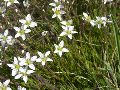 Minuartia recurva