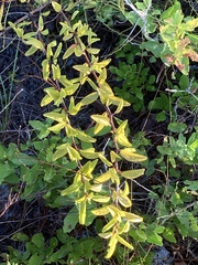 Ximenia
