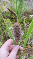 Typha incana