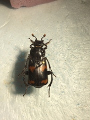 Nicrophorus sayi