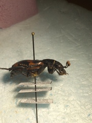 Nicrophorus sayi