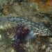 Colon Goby - Photo (c) Kent Miller, some rights reserved (CC BY-ND), uploaded by Kent Miller