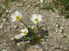 Ranunculus pyrenaeus