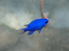 Chromis scotti