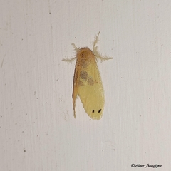 Artaxa sakaguchii