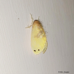Artaxa sakaguchii