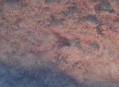 Emblemaria pandionis