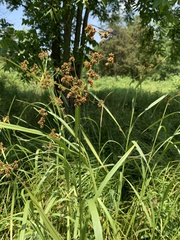 Scirpus georgianus