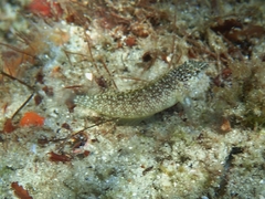 Malacoctenus macropus