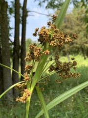 Scirpus georgianus