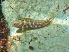 Parablennius marmoreus