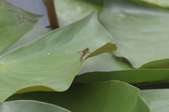 Mesembrius bengalensis