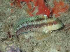 Parablennius marmoreus