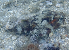 Ogcocephalus cubifrons