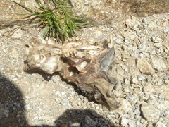 Marmota marmota