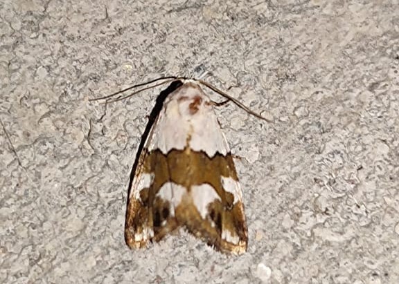 Maliattha picata