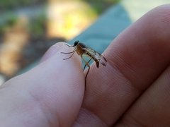 Rhagio albicornis