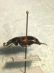 Nicrophorus sayi