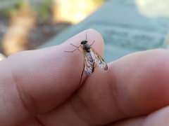 Rhagio albicornis