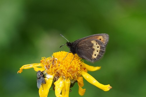Yellow-banded Ringlet