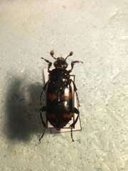 Nicrophorus sayi