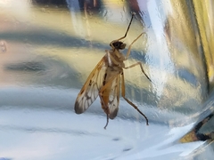 Rhagio albicornis