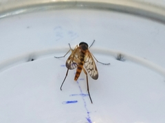 Rhagio albicornis