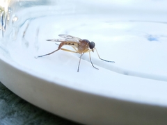 Rhagio albicornis