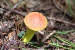 Pulveroboletus