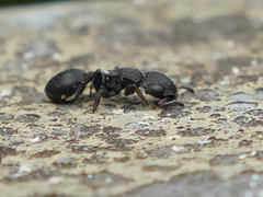 Cataulacus granulatus