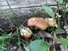 Hypholoma fasciculare