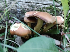 Hypholoma fasciculare