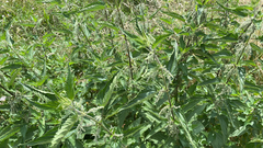 Urtica dioica