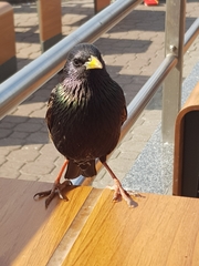 Sturnus vulgaris