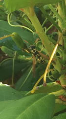 Polistes dominula