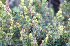 Pultenaea tenuifolia
