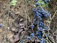 Cocculus orbiculatus