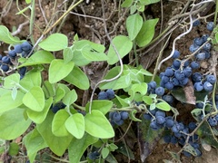 Cocculus orbiculatus