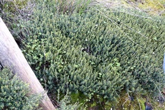 Pultenaea tenuifolia