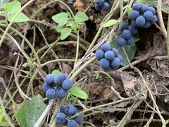 Cocculus orbiculatus