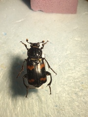 Nicrophorus sayi