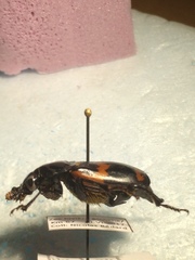 Nicrophorus sayi