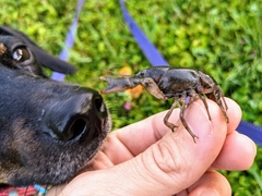 Fallicambarus macneesei