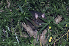 Trichosurus vulpecula fuliginosus